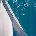 Limpieza y pulido de casco de yate